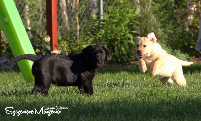 szczenięta labrador retriever