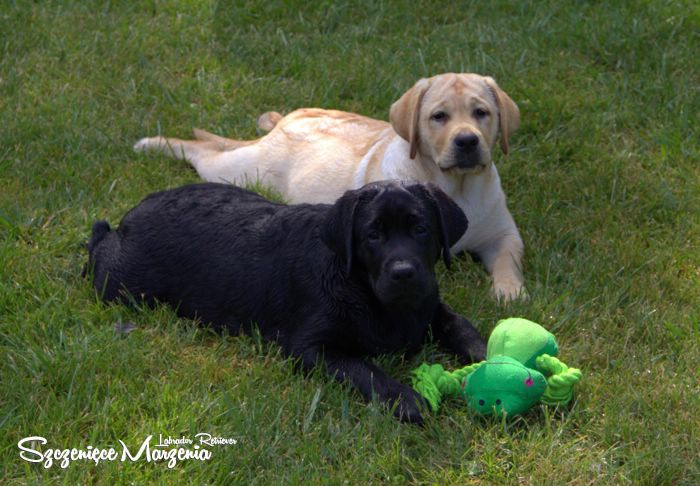 szczenięta labrador retriever