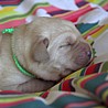 Szczenięta Labrador Retriever