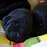 Szczenięta Labrador Retriever