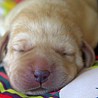 Szczenięta Labrador Retriever