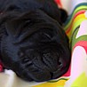 Szczenięta Labrador Retriever