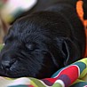Szczenięta Labrador Retriever