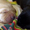 Szczenięta Labrador Retriever