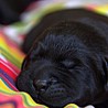 Szczenięta Labrador Retriever