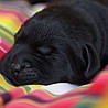Szczenięta Labrador Retriever
