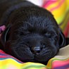 Szczenięta Labrador Retriever