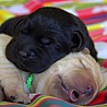 Szczenięta Labrador Retriever