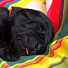 Szczenięta Labrador Retriever
