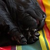 Szczenięta Labrador Retriever