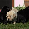 Szczenięta Labrador Retriever