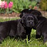Szczenięta Labrador Retriever