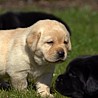 Szczenięta Labrador Retriever
