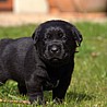 Szczenięta Labrador Retriever