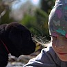 Szczenięta Labrador Retriever