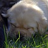 Szczenięta Labrador Retriever
