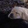 Szczenięta Labrador Retriever