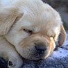 Szczenięta Labrador Retriever