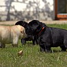 Szczenięta Labrador Retriever
