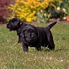 Szczenięta Labrador Retriever