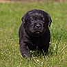 Szczenięta Labrador Retriever