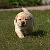 Szczenięta Labrador Retriever