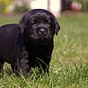 Szczenięta Labrador Retriever