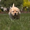 Szczenięta Labrador Retriever