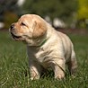 Szczenięta Labrador Retriever