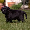 Szczenięta Labrador Retriever