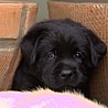 Szczenięta Labrador Retriever