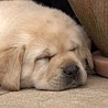 Szczenięta Labrador Retriever