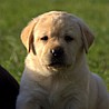 Szczenięta Labrador Retriever
