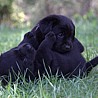 Szczenięta Labrador Retriever