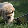 Szczenięta Labrador Retriever