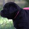 Szczenięta Labrador Retriever