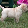 Szczenięta Labrador Retriever