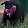 Szczenięta Labrador Retriever