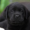 Szczenięta Labrador Retriever