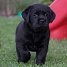 Szczenięta Labrador Retriever