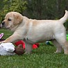 Szczenięta Labrador Retriever