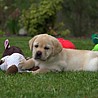 Szczenięta Labrador Retriever