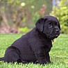 Szczenięta Labrador Retriever