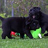 Szczenięta Labrador Retriever