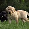 Szczenięta Labrador Retriever