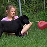 Szczenięta Labrador Retriever
