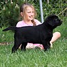 Szczenięta Labrador Retriever