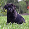 Szczenięta Labrador Retriever