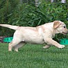 Szczenięta Labrador Retriever