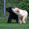 Szczenięta Labrador Retriever